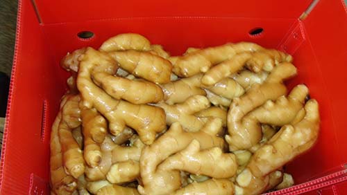 優(yōu)質大姜生姜